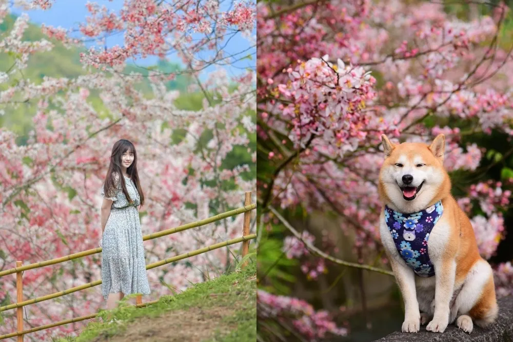 3 百株花旗木免費拍！嘉義「阿拉伯的粉紅村」花海秘境超夢幻　晚上還能看夜櫻