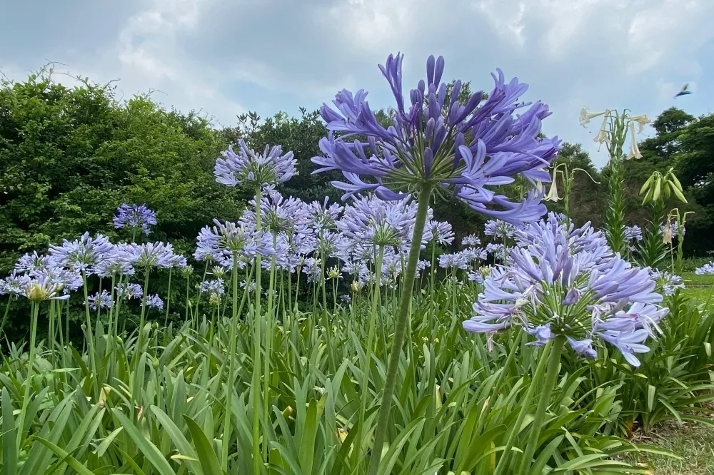 內雙溪自然中心「愛情花」開了！浪漫紫色花海免費拍　音樂會、市集、快閃活動精彩登場