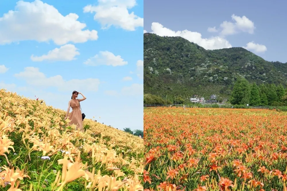 全台 7 處春夏「平地金針花」景點推薦！忘憂草金黃花海療癒綻放　「這裡」免費開放參觀