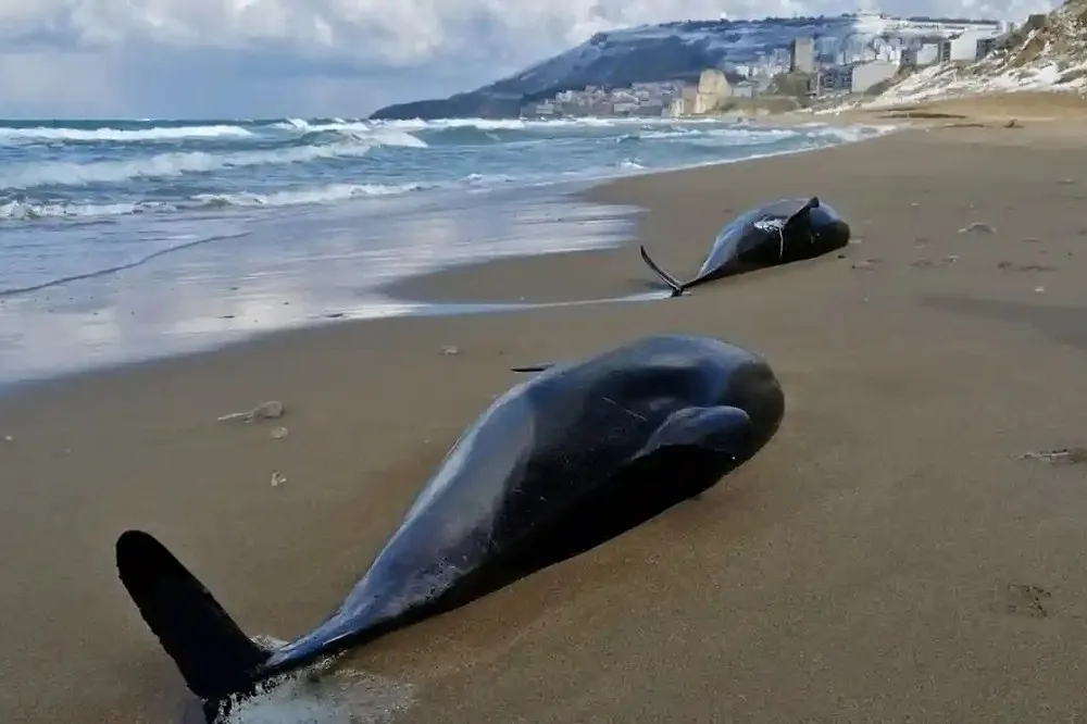 俄烏戰爭的意外犧牲者　黑海這種生物死亡數量暴增