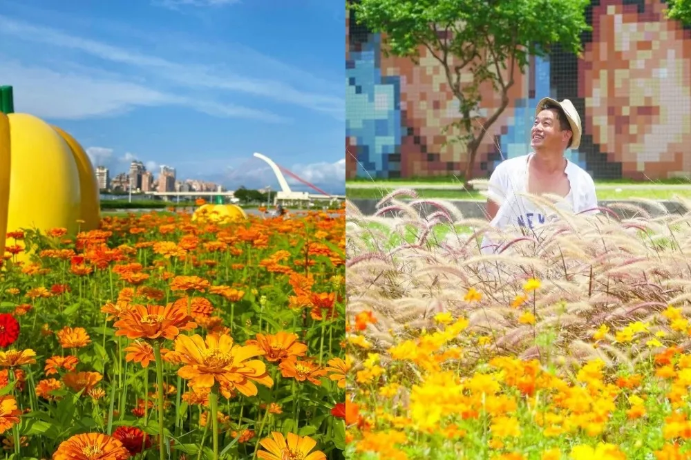 大佳河濱公園「波斯菊花海」鮮豔登場！橘黃花毯超好拍　還有狼尾草隨風搖曳