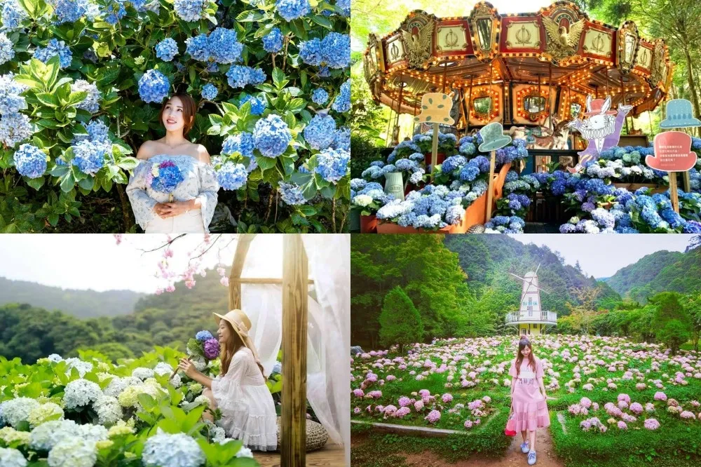 精選全台 3 大夢幻繡球花拍照熱點　繡球花田、花園、花海一網打盡