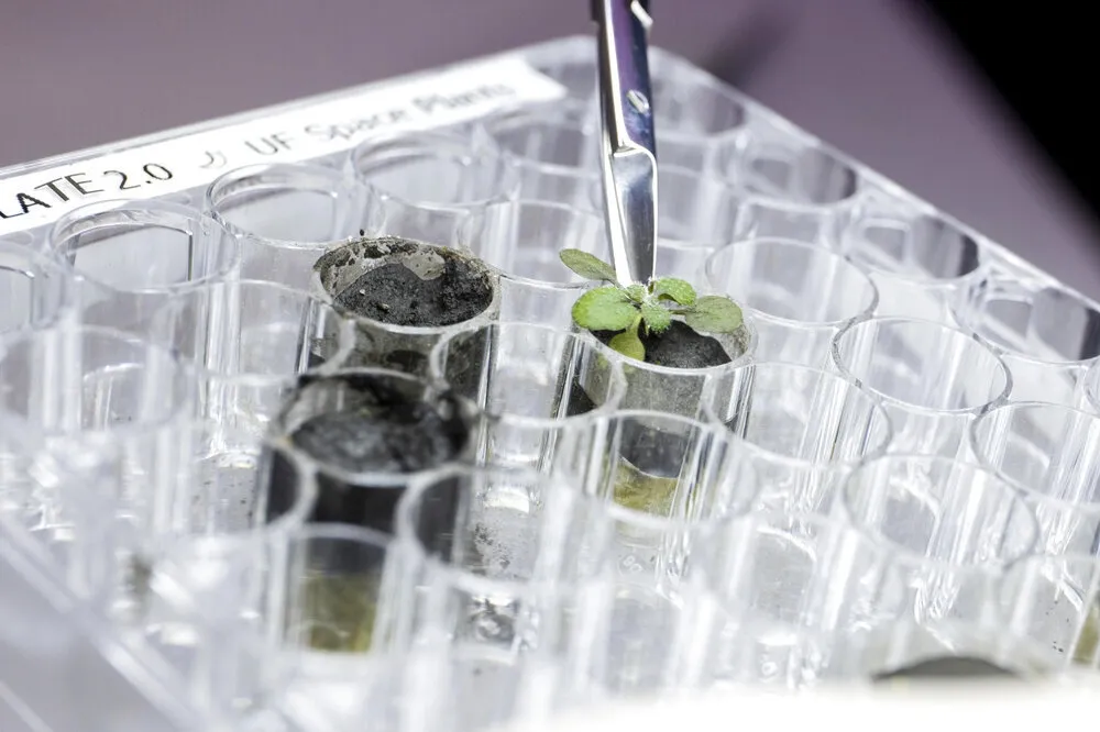破天荒！科學家首次在月球土壤種出植物　NASA讚實驗「來得是時候」