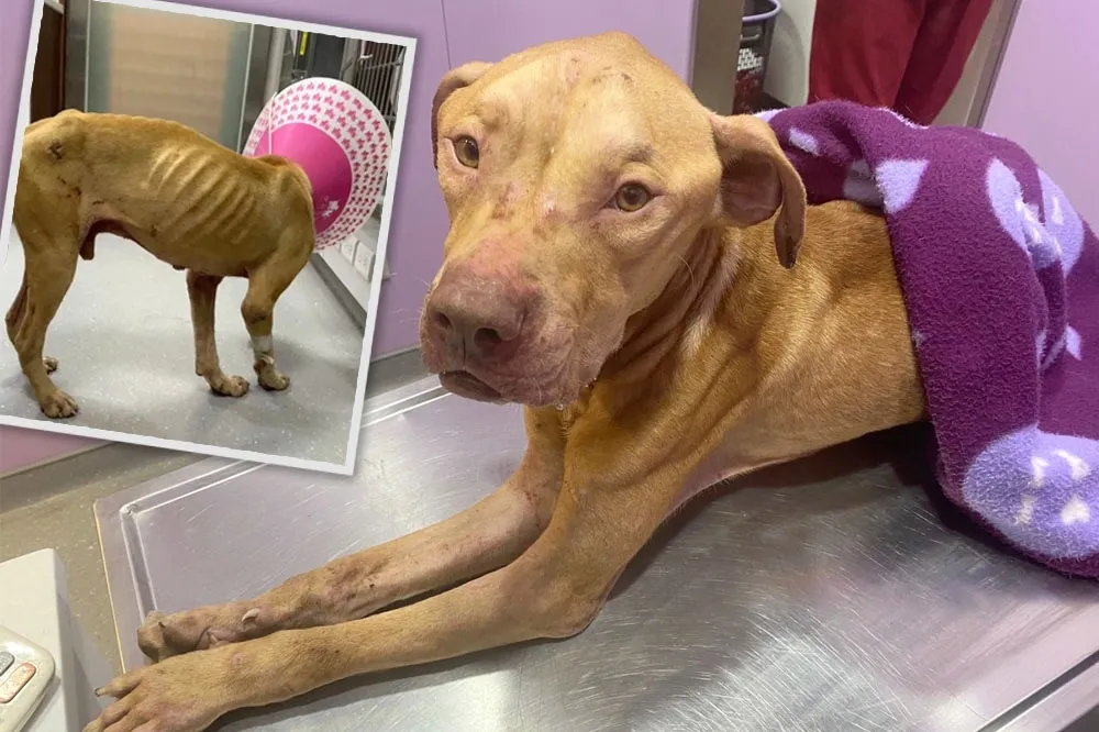 1周3隻比特犬被丟橋下餓成皮包骨　網怒：還有良心嗎？