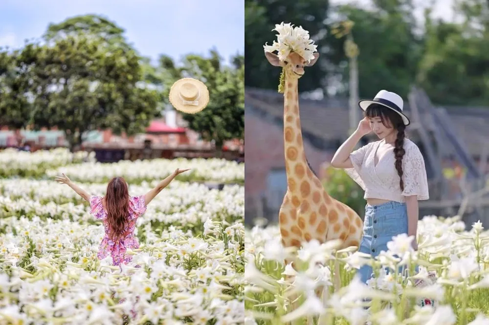 全台 9 個百合花景點推薦！淡水「粉色百合秘境」免費拍　桃園 4 千株鐵砲百合花海超壯觀