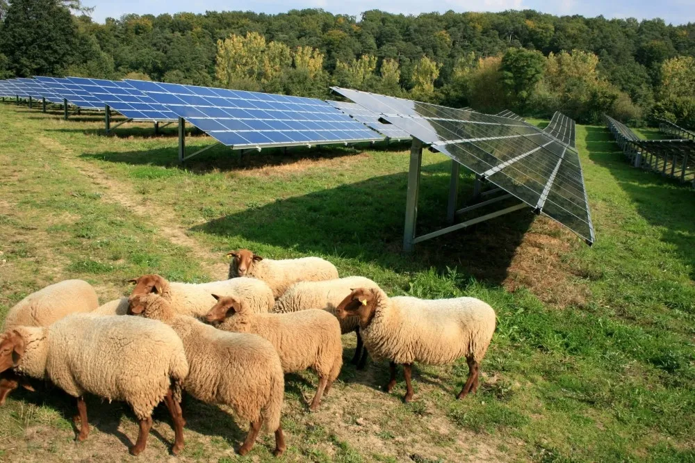 畜電共生！台南推動畜牧業轉型　太陽光電設置比例近2成
