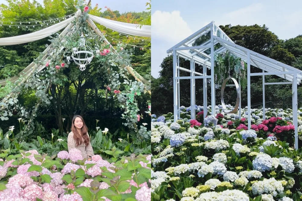 【2022 陽明山繡球花季片】時間、賞花景點、交通懶人包！竹子湖繡球花海浪漫綻放　打卡美照「這天」免費印