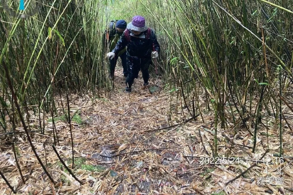 熟女揪網友登山慘遭丟包　「箭竹林睡一晚」自行爬出呼救