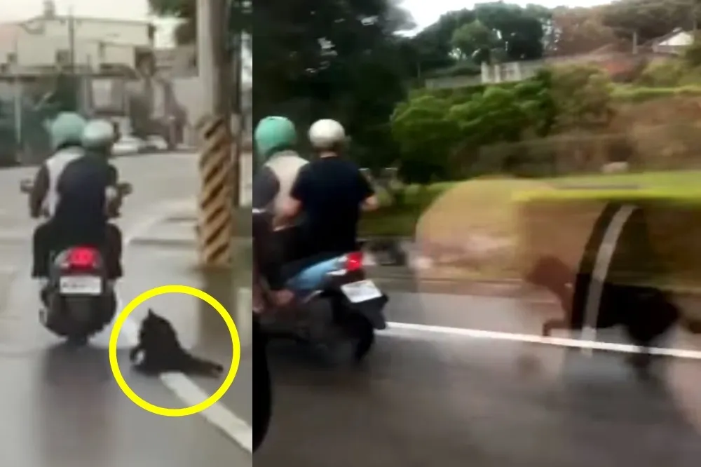 【忠心換絕情】爛飼主騎車虐拖小黑扔馬路…　天真毛孩忍痛苦追全都錄