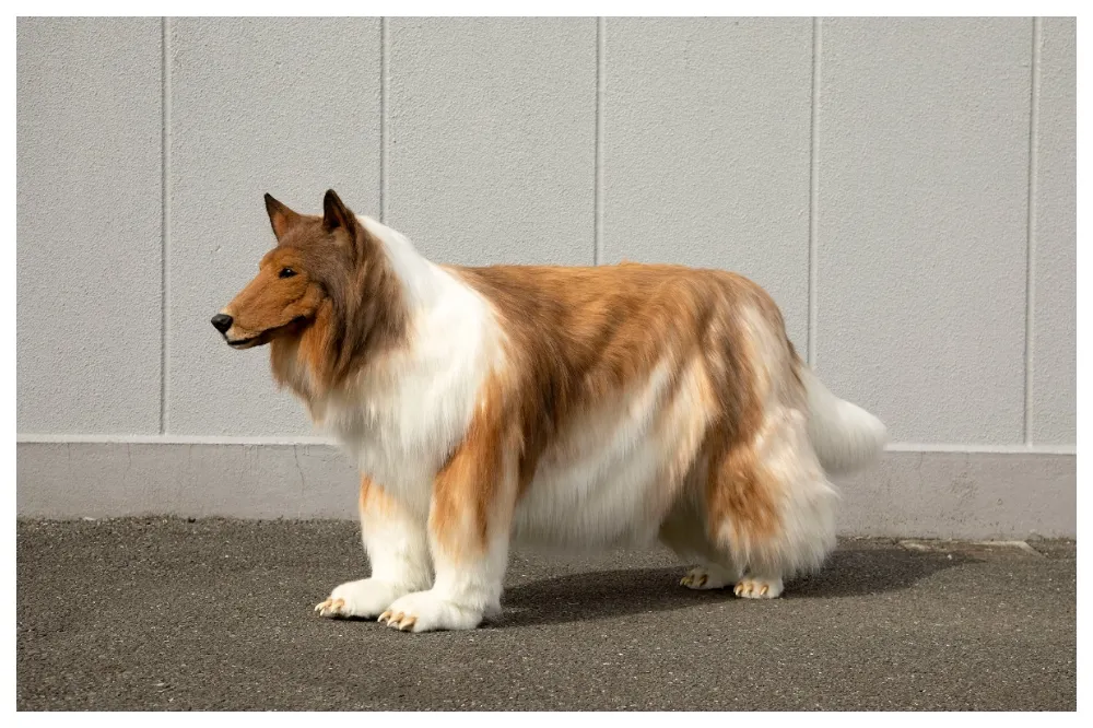 日本男子夢想成為動物　花46萬把自己變成一隻長毛牧羊犬