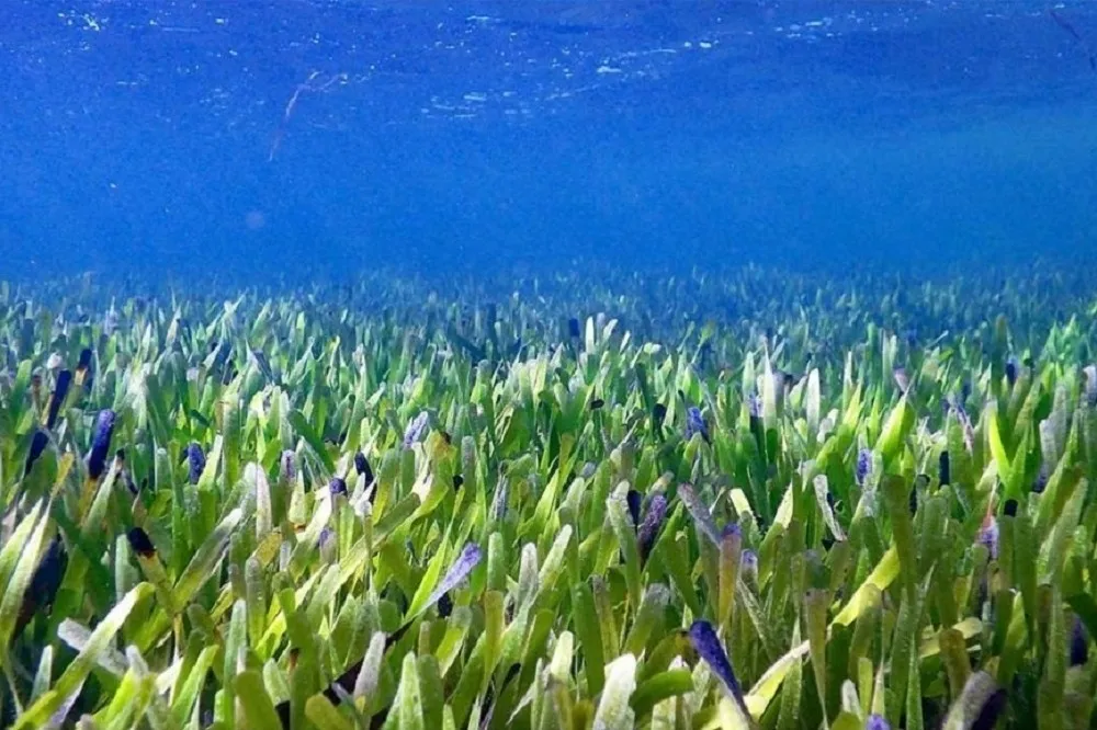 澳洲海岸發現世界最大植物　面積廣達200平方公里、活了4500年