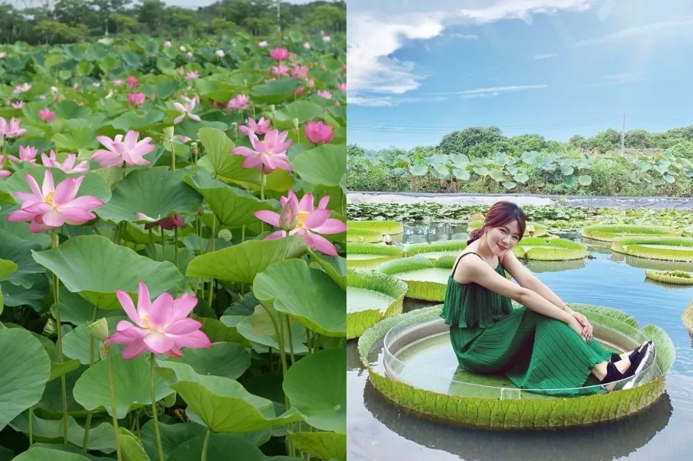 【2022 白河蓮花季】時間、賞蓮景點一次看！全台最大「15 公頃蓮花海」超壯觀　端午節限定市集、藝人表演別錯過