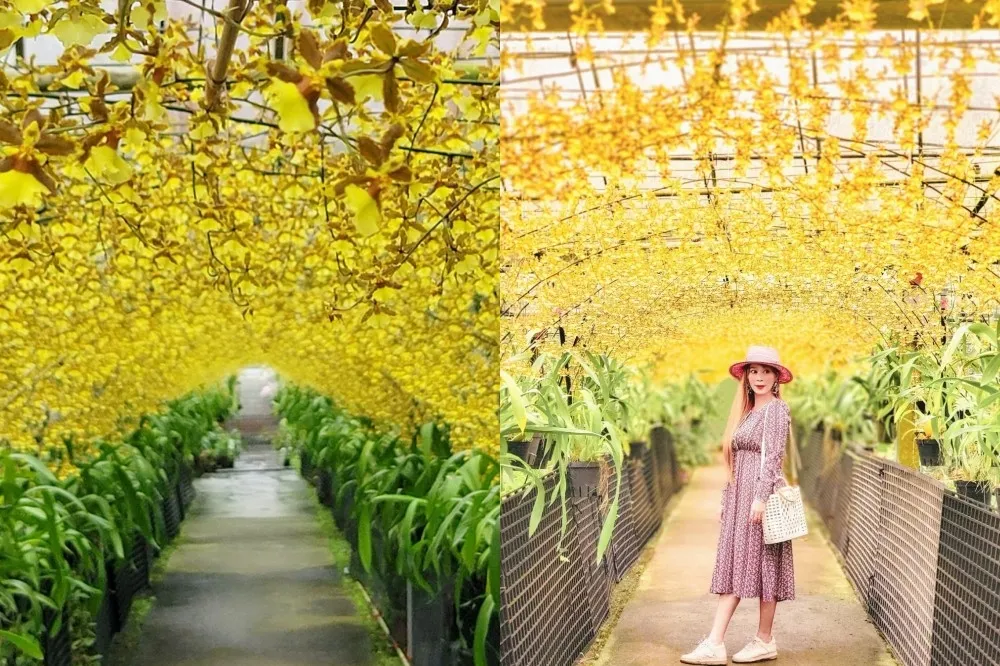 宜蘭「黃金花海隧道」浪漫回歸！5 百盆文心蘭鮮豔盛開　璀璨秘境期間限定至 6 月底