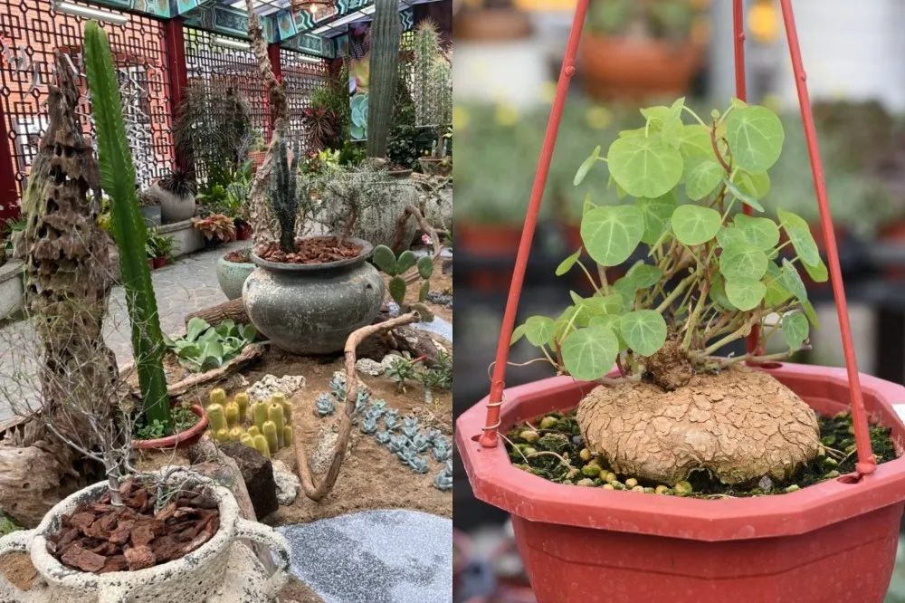 士林官邸「多肉植物展」快閃至 8 月！1 千株多肉植物精彩登場　還有「仙人掌沙漠造景」能拍