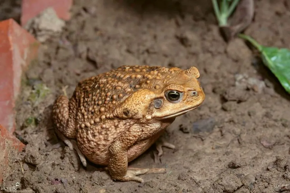 「海蟾蜍」入侵！列為有害物種　6/15後飼主未登記最高罰5萬
