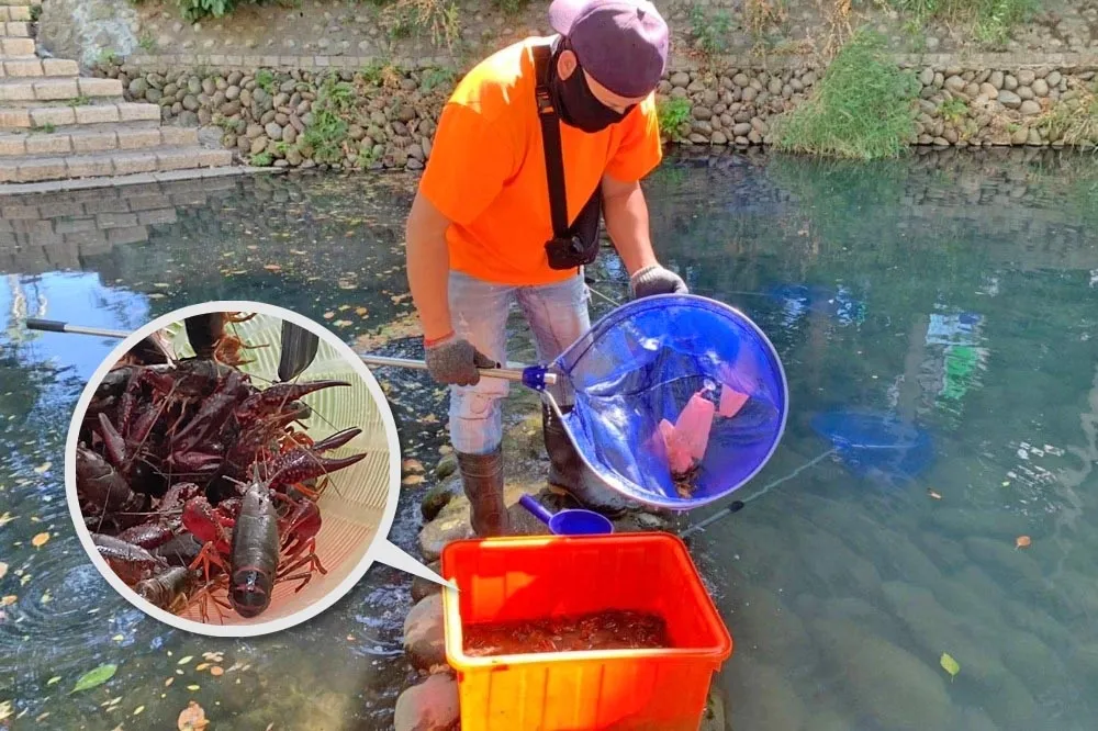 【有片】美國螯蝦大量現蹤新竹護城河　市府5天抓3千隻