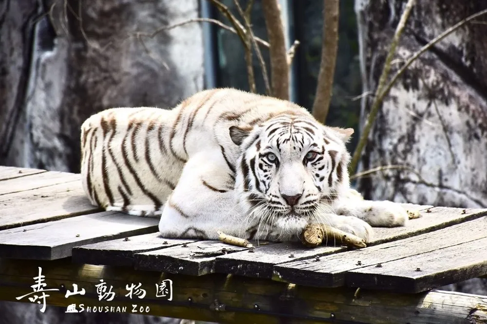 高雄壽山動物園最快 9 月底重新開放　空中長廊、親水廣場與溫室咖啡廳等你玩