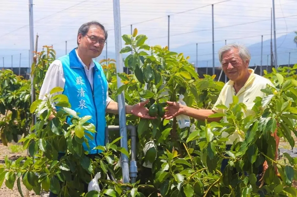 傾聽民眾心聲！蘇清泉拜訪種苗達人　深感酪梨栽培不易