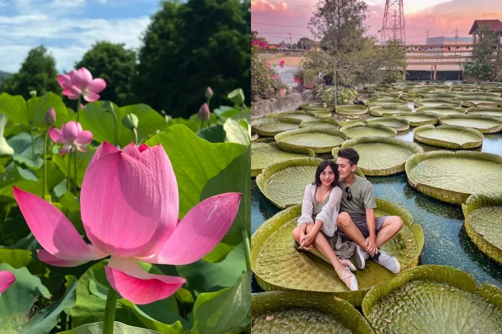 全台賞蓮景點懶人包！台南白河、桃園觀音蓮花季重磅登場　新北金山「牡丹蓮」浪漫綻放