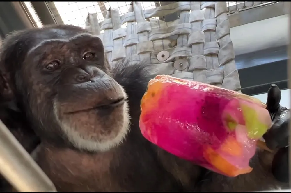 連日高溫凍未條　壽山動物園請動物吃冰消暑