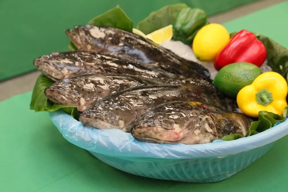 國台辦：又有2批台灣石斑魚驗出禁藥　稱台養殖業「借牌」問題嚴重