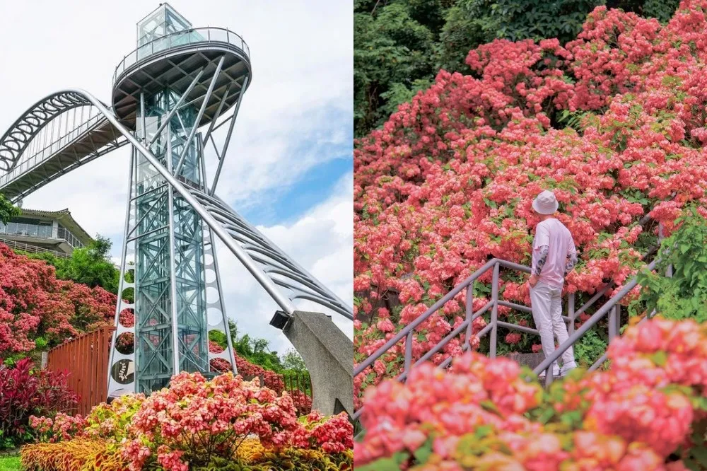 曾文水庫粉萼花夢幻來襲！浪漫花海「比人高」宛如仙境　湖光山色一次滿足