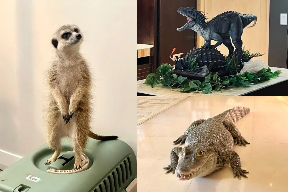 【有片】套房變動物園！君悅週末限定「蝌蚪老師的藏寶箱」開課　入住近距離接觸「刺蝟、狐獴」等多種動物