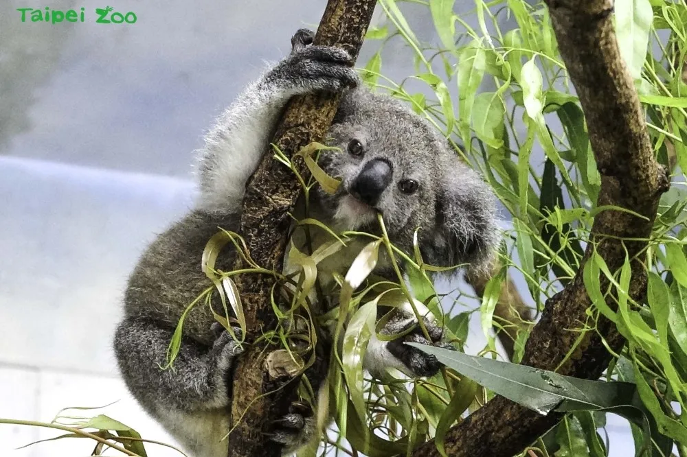 北市動物園夜間開放 7/9 登場！連續 8 個週六同步推出市集與闖關活動