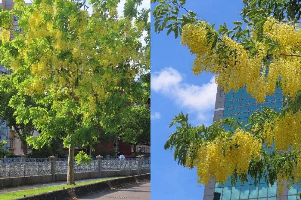 台北「阿勃勒花季」璀璨登場！夏季限定浪漫黃金雨現蹤「士林官邸、北投捷運線形公園」等地