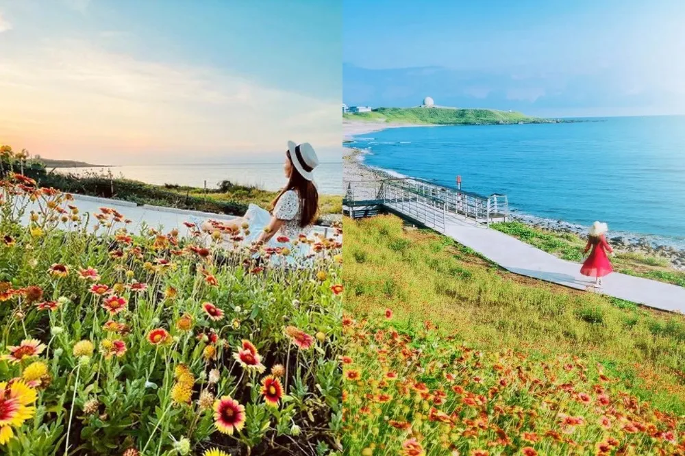 北海岸「天人菊花海」爆紅！藍天大海配「橘黃花毯」美成畫　傍晚來訪還能賞落日餘暉