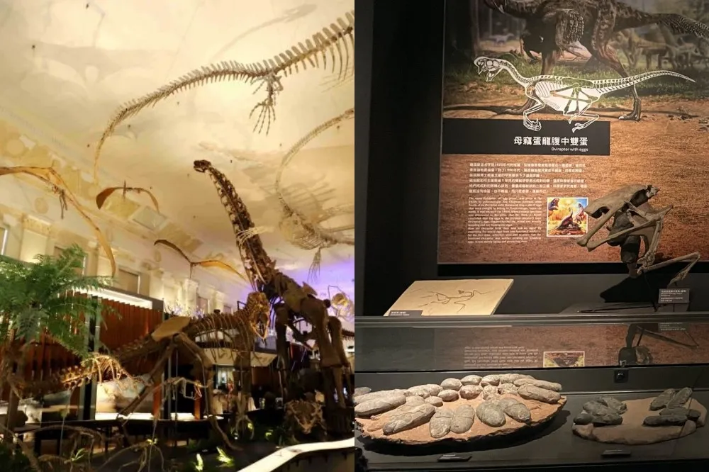 跟風哥吉拉事件！台博館「古生物大展」重磅回歸、奇美博物館推「恐龍展」　網：標本大到小孩搬不動