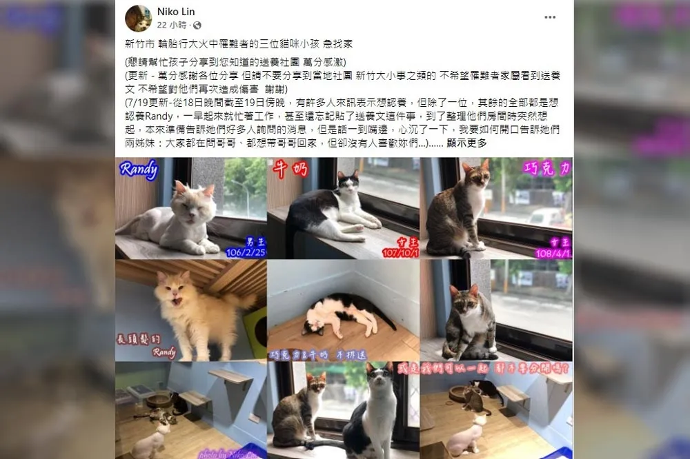 求包養！輪胎行大火留3毛孩無家可歸　待有緣人給個家