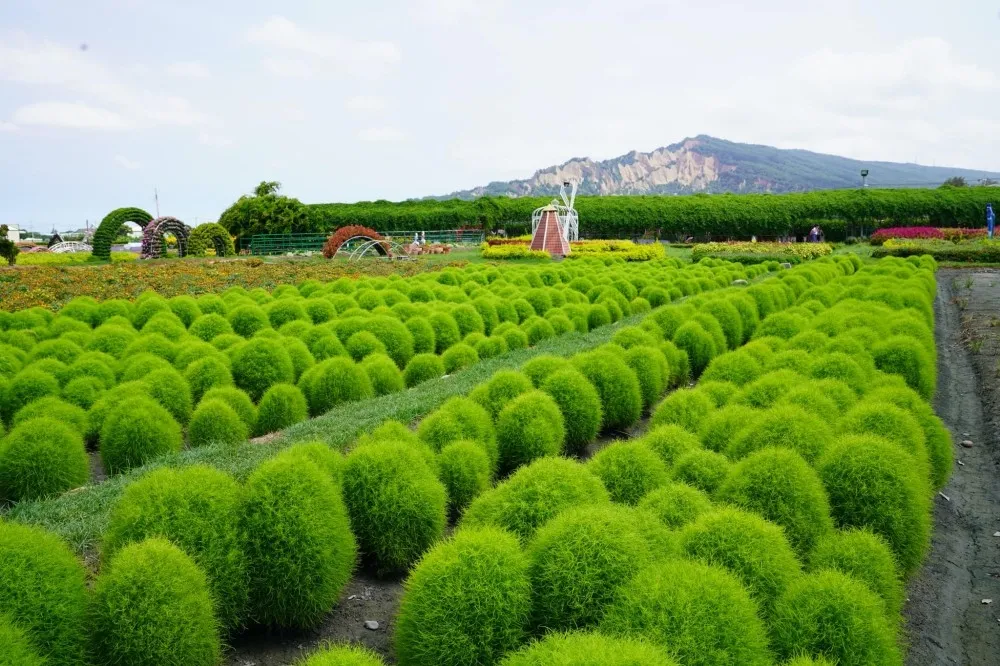 到台中拍波波草！中社花市「波波球」可愛爆紅　打卡順拍紫色鼠尾草、賞鮮豔向日葵