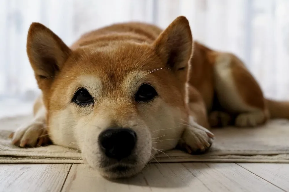 內有惡柴！柴犬衝人行道咬傷路人　飼主辨有掛「有犬勿近」牌子