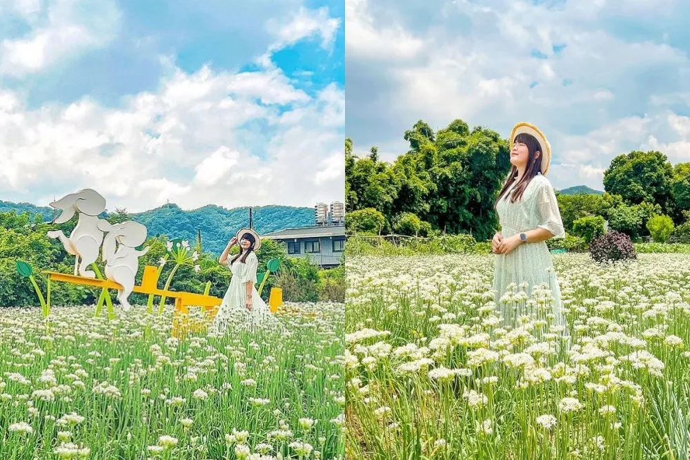 2022 桃園韭菜花節浪漫開跑！「九月雪」降臨大溪　賞花還能騎馬、DIY 韭菜美食
