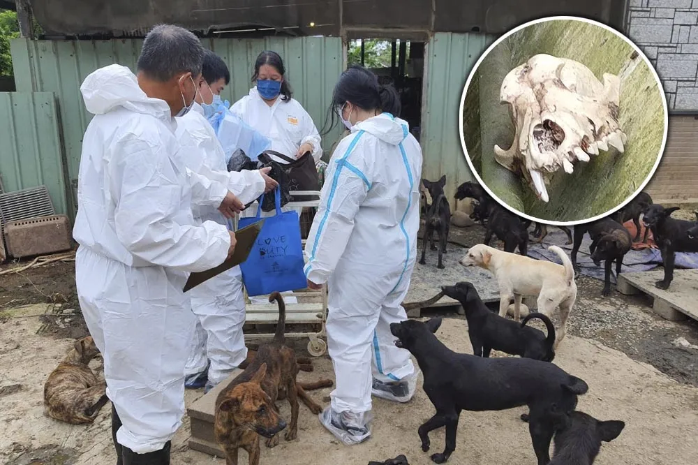 毛小孩悲歌！狗園犬隻骨瘦如柴　外圍白骨散落「如亂葬崗」