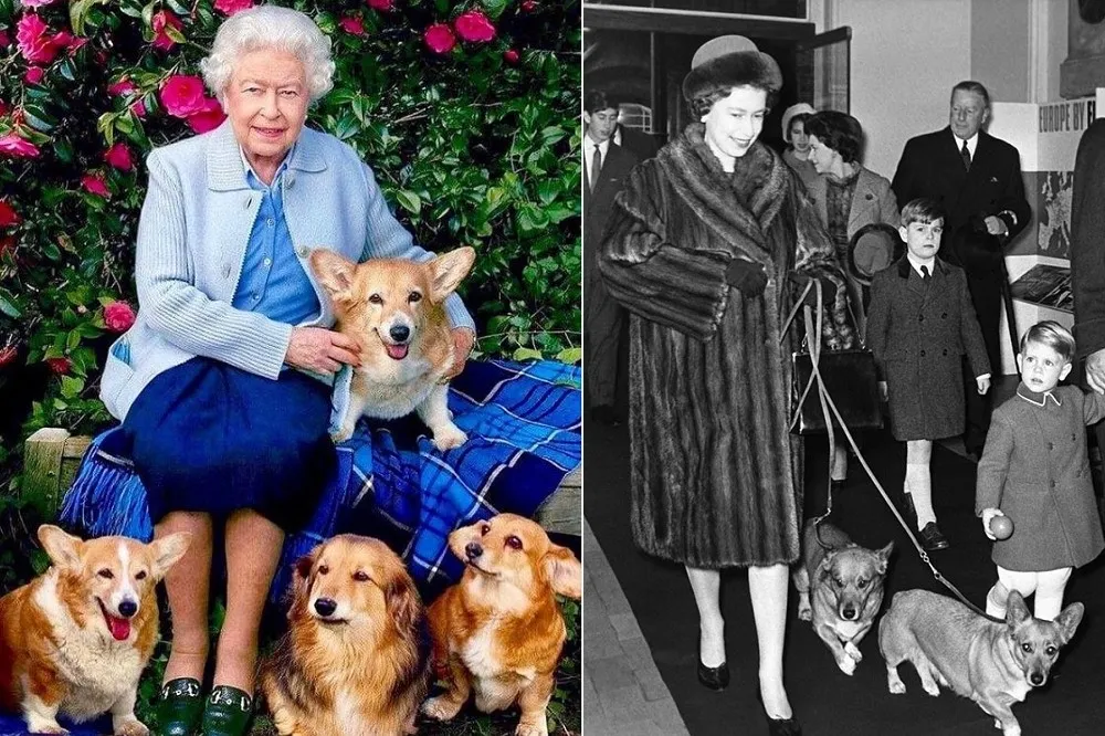 【有片】英國女王愛狗成痴　柯基犬相伴一生還同拍奧運宣傳片