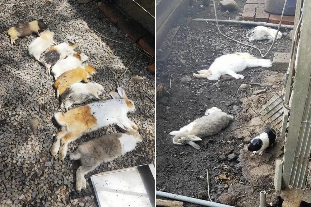 飢不擇食？殺好玩的？浪浪闖住家庭院　跳進柵欄咬死寵物鼠、兔