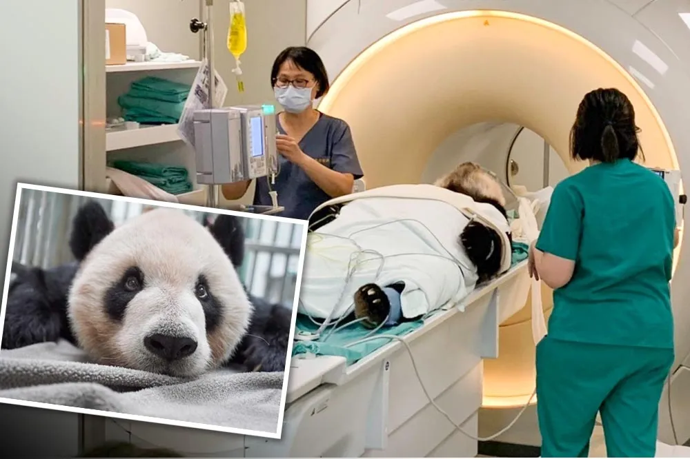 大貓熊團團檢查發現「大腦液化壞死」　將服用抗癲癇藥物治療