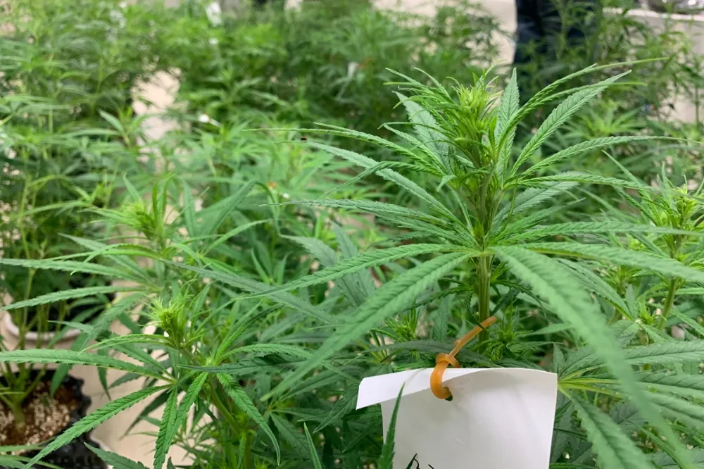 史上最囂張！軍營旁管制區1甲地變身成「大麻田」　市值近6億元