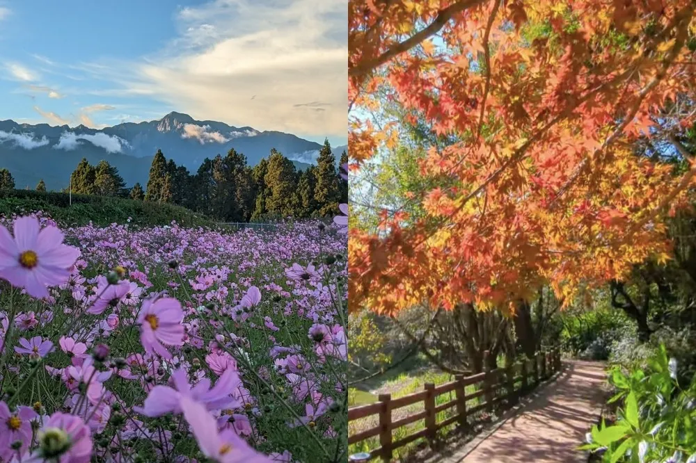 福壽山農場鴛鴦湖楓葉紅了！整片「粉色波斯菊花毯」同場盛開　夢幻美景彷彿童話仙境