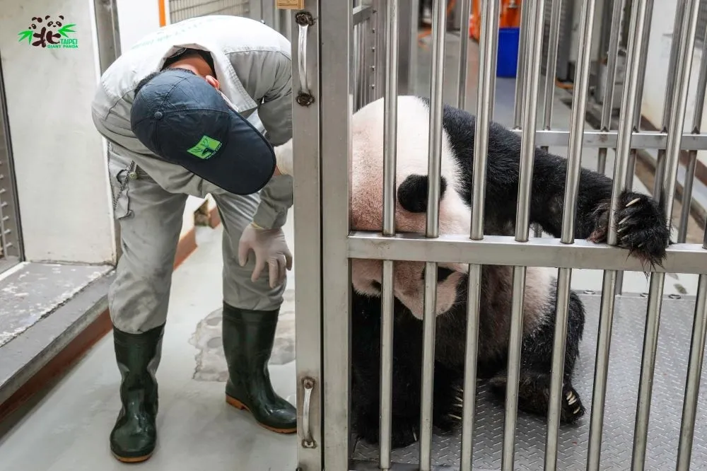 「團團」見客喊卡！後肢無力、食慾下降　再赴台大進行檢查
