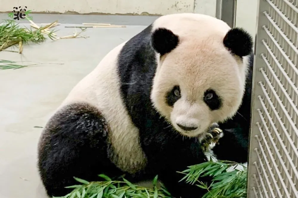 中國貓熊專家抵台！急赴動物園探視　專家：情況比想像樂觀