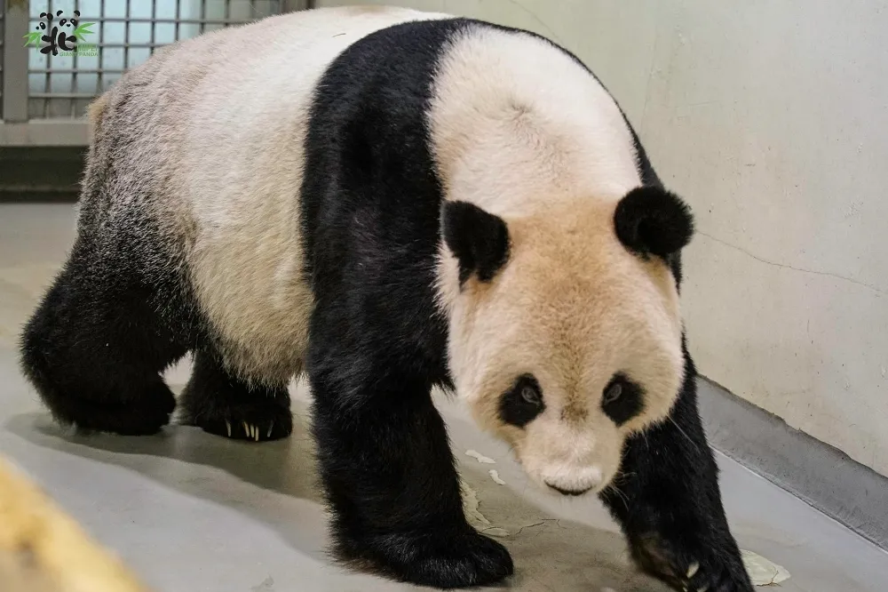 大貓熊團團若過世遺體怎麼辦？　台北市立動物園回應「可能作法」
