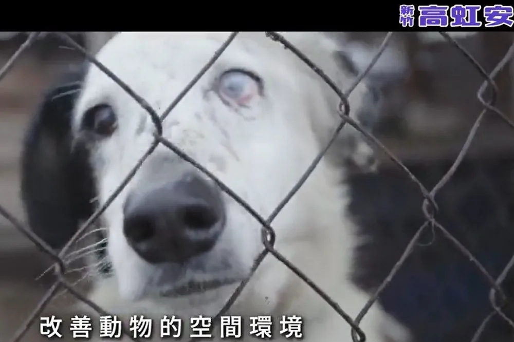 高虹安臉書PO毛小孩政見卻疑誤用影片　遭網友狠酸：連這個都要做假