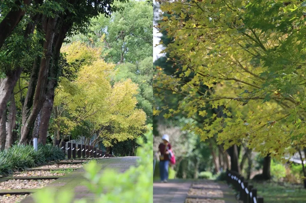 台北近郊賞楓秘境就在陽明山！青楓、黃楓隨風搖曳　還有浪漫銀杏、優雅茶花