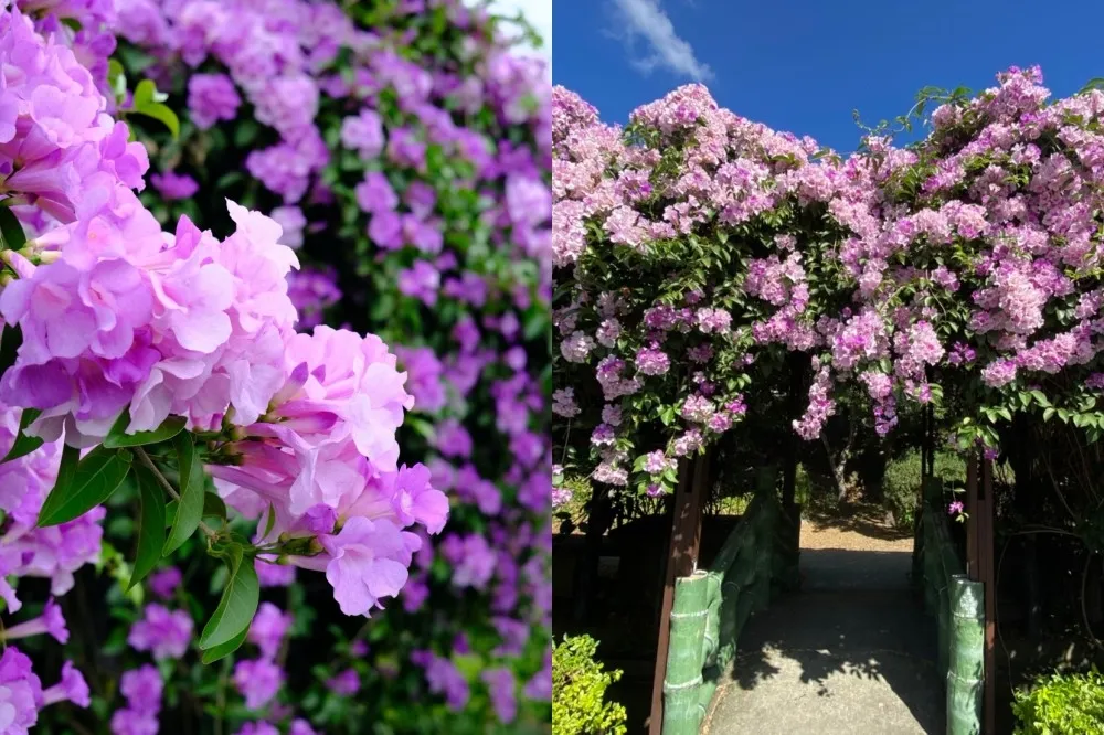 泰山限定紫色秘境！「蒜香藤」紫爆盛開超浪漫　花期只有一週快搶拍