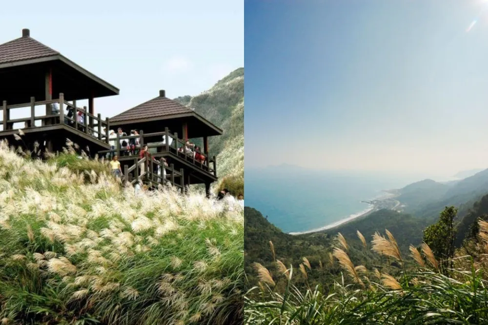 【2022 草嶺古道芒花季】時間、路線、景點推薦！拍芒草遠眺龜山島　山海美景一次擁有