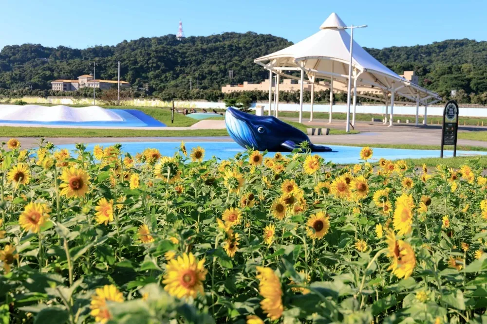 台北大佳河濱公園「向日葵黃金花海」鮮豔登場！百日草、紫背狼尾草同場爭艷免費拍
