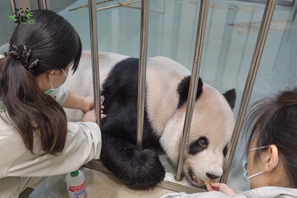 大熊貓團團13：48心跳停止　台北市立動物園：雖不捨仍忍痛放手